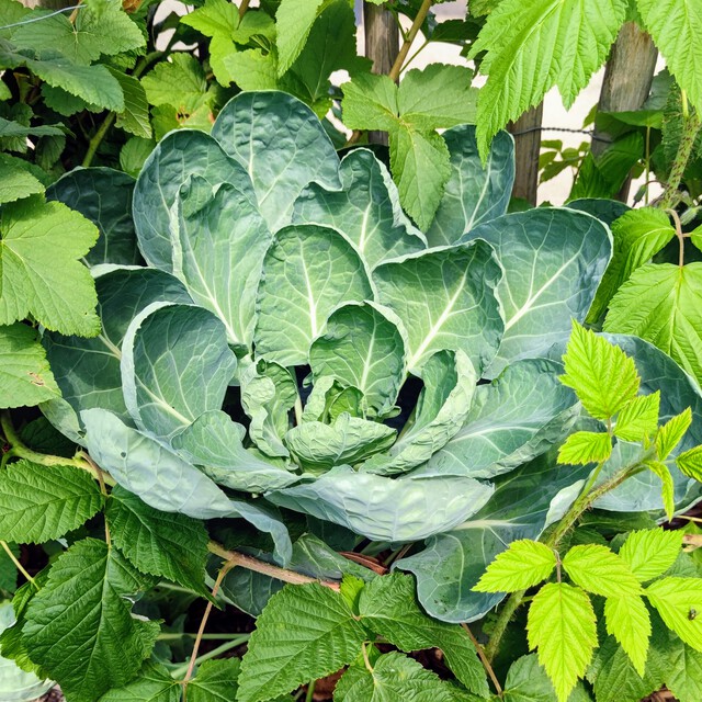 Commande plants - Printemps 2026