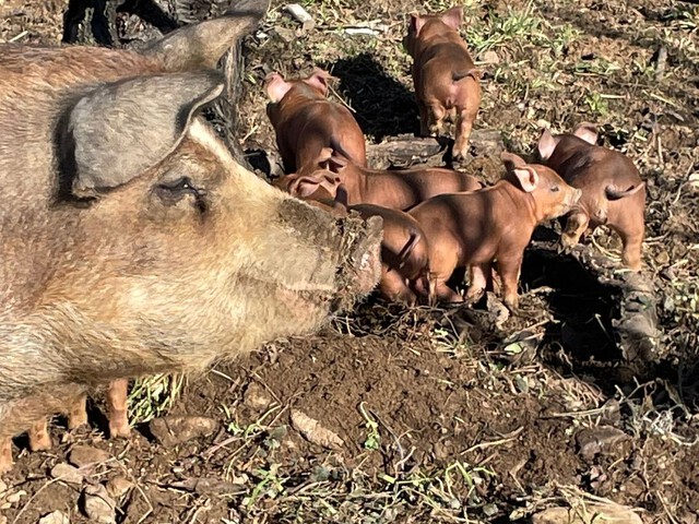 Le cochon d'Entre les Arbres