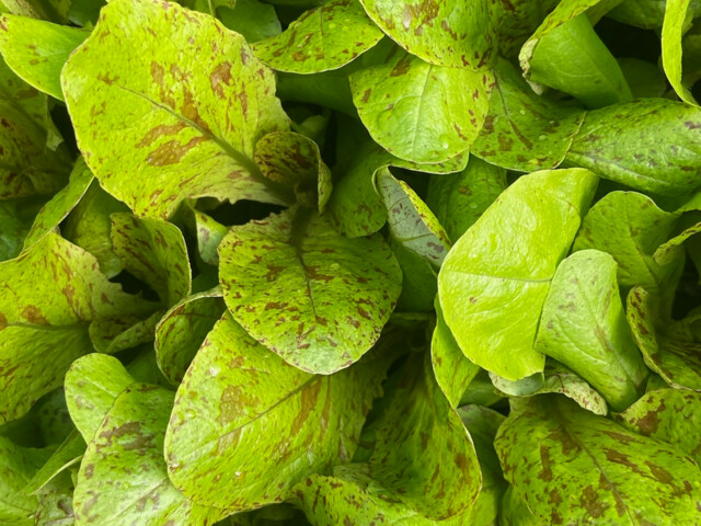 Livraison à domicile