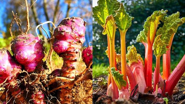 Vente plantes