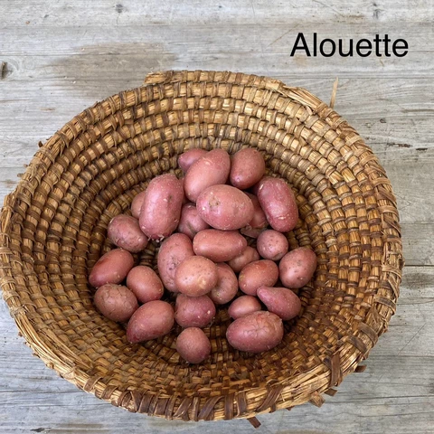 Houblon des Alpes