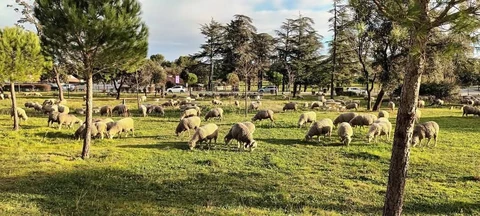GAEC l'agneau du gardon