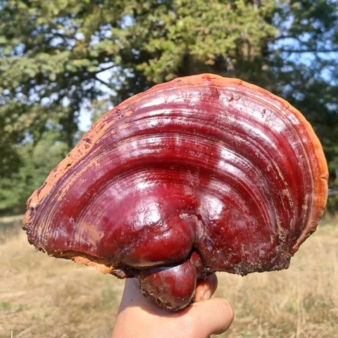 La Grotte aux Champignons