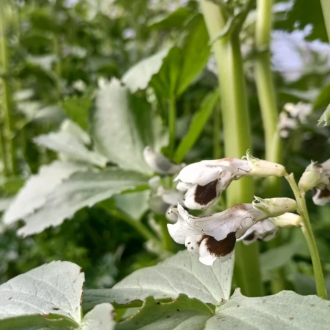 GAEC les petits bregeons