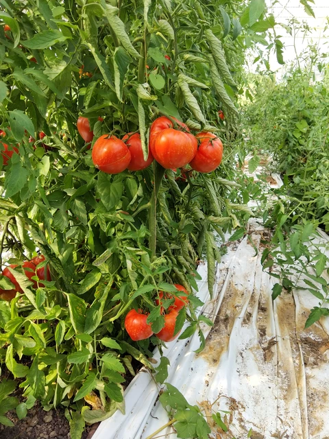 Les tomates Dossimo ! In-croy-able !! - Au Jardin du Bonheur