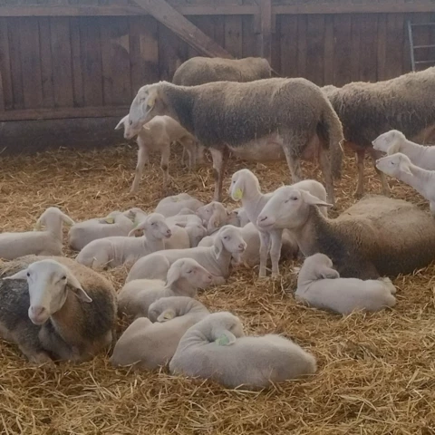 Bergerie de Kroaz Min