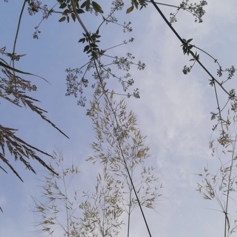 PEPINIERE DE FLEUR EN FLEUR