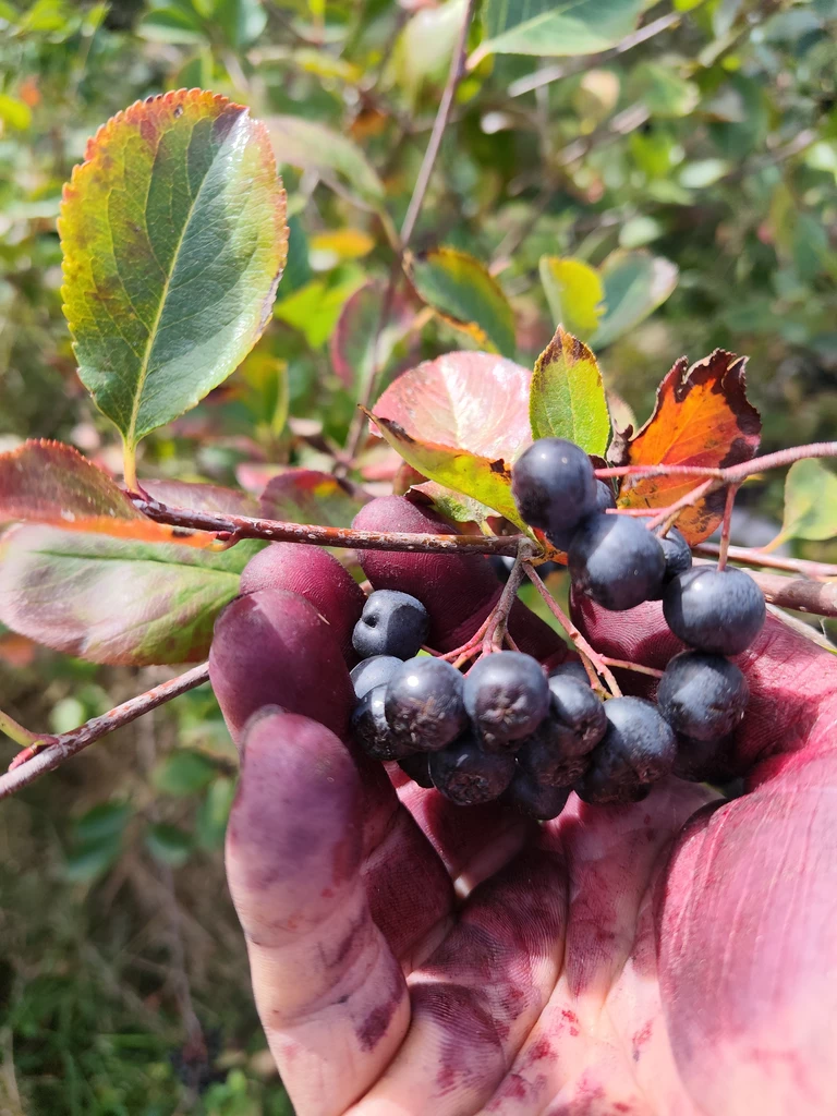 Nos cultures : Aronia - Bienvenue