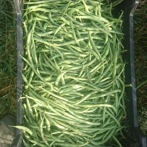 Les Maraîchers de l'Auberdière