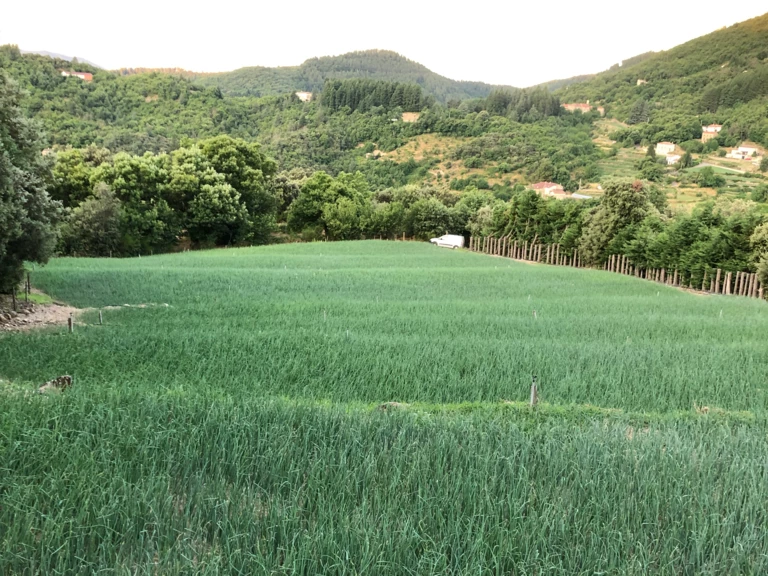 Présentation - L'Aïssou