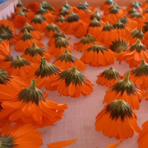 L'Harmonie des Simples