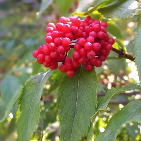 L'Harmonie des Simples