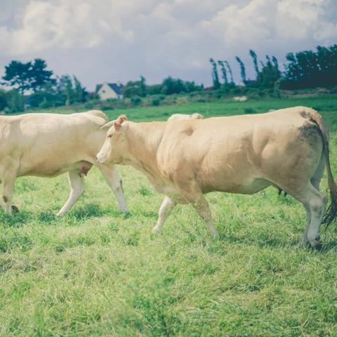 La ferme de sous la ville 