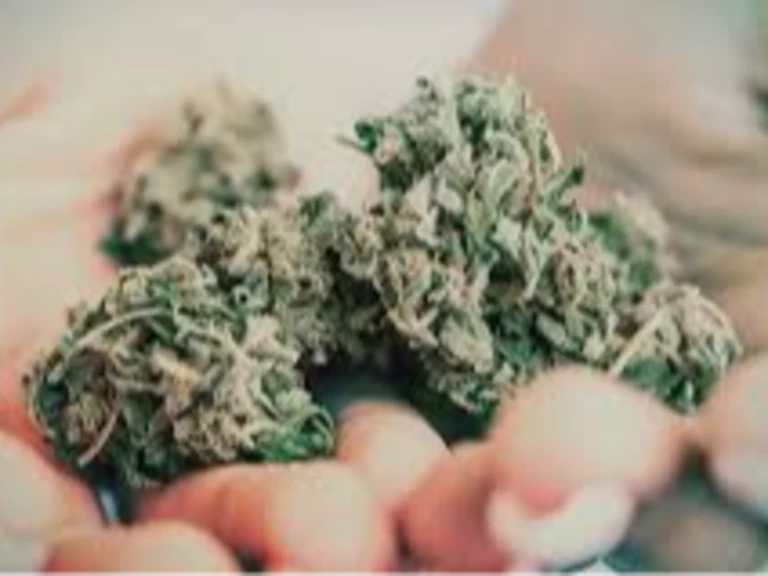 Fleurs de CBD - CannaBioDrome