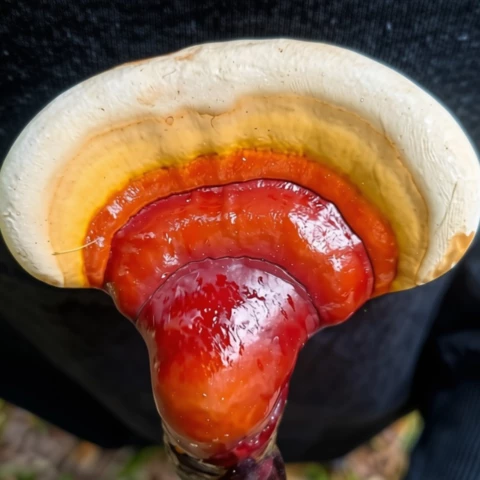 La Grotte aux Champignons