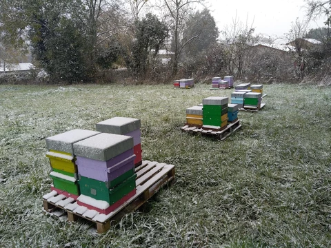 Pauline Pollen - Apicultrice