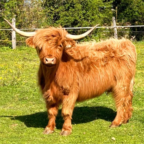 Le Marché des Gônes