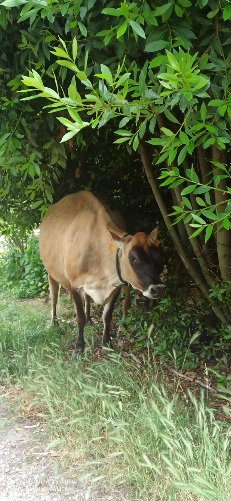 Nos vaches Jersiaises, un petit troupeau aux grandes qualités -