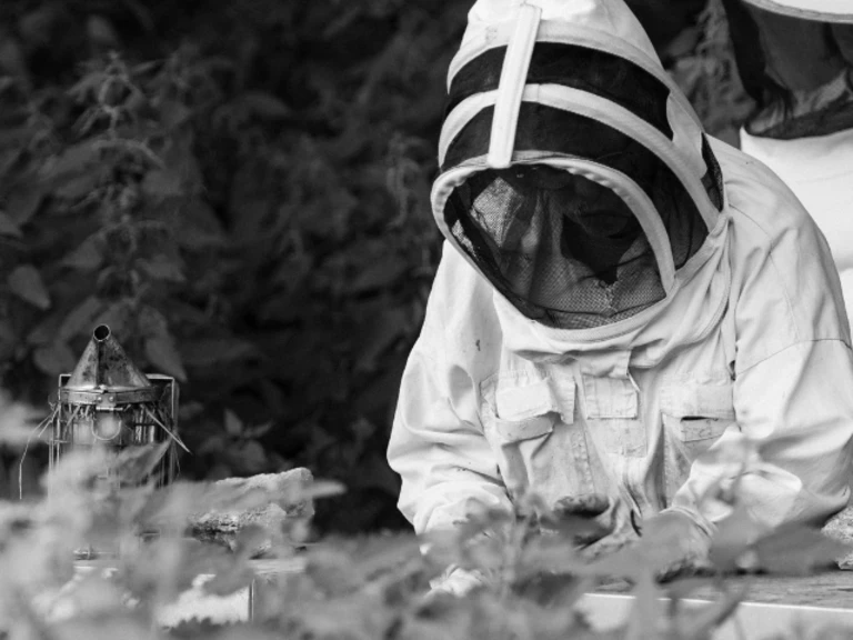 Un hasard qui fait bien les choses ... - Abeilles et Papillons