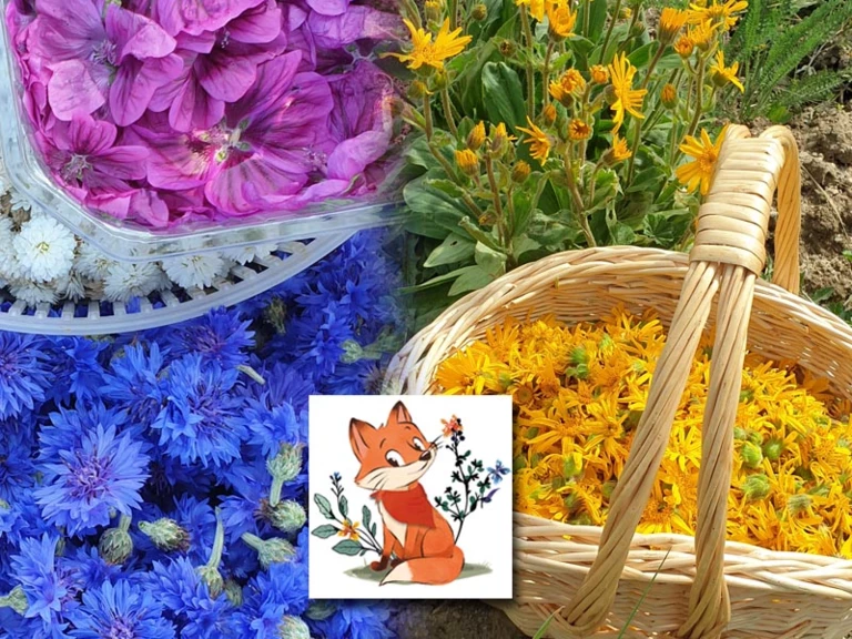 A l'aventure ! - Au Détour des Plantes