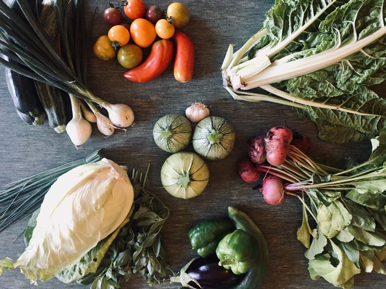 Maraîchage Sol Vivant ? - La Ferme Maraîchette