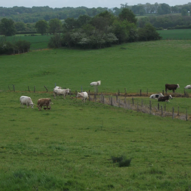 Galerie - La ferme d'Oliveau