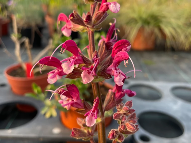 Les Sauges - Les Jardins de la Tour