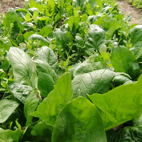 Les jardins de 13 vents