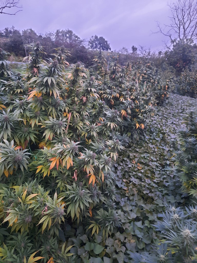 Légumes et chanvre CBD