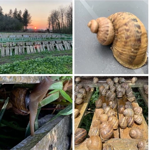 L'Escargot de Mouliherne