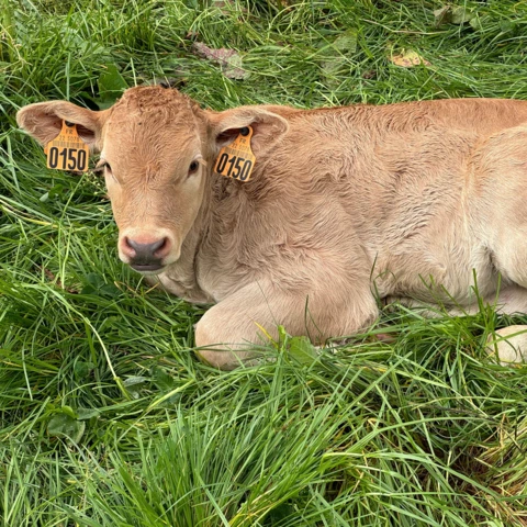 La ferme de sous la ville 