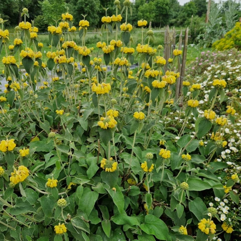 PEPINIERE DE FLEUR EN FLEUR