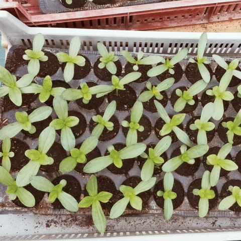 Ferme florale du Salabert