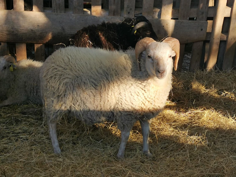 Brebis skudde - La Ferme de Romane, EARL de Plaisance