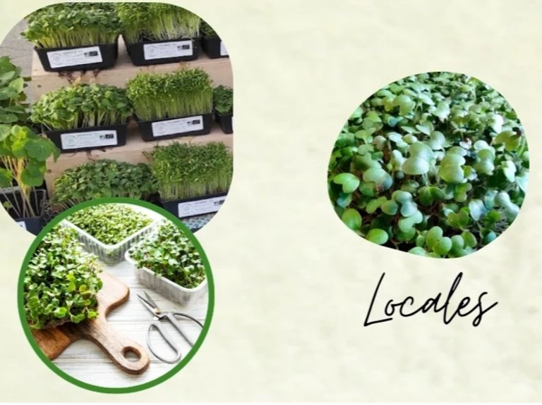 Que sont les micropousses? - Les Joyeuses Pousses