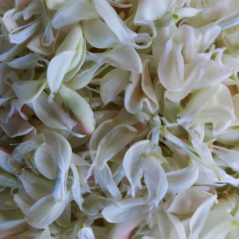 L'Harmonie des Simples