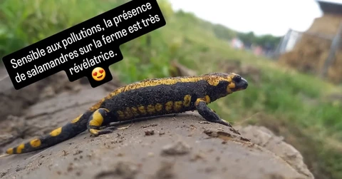 Bergerie de Kroaz Min