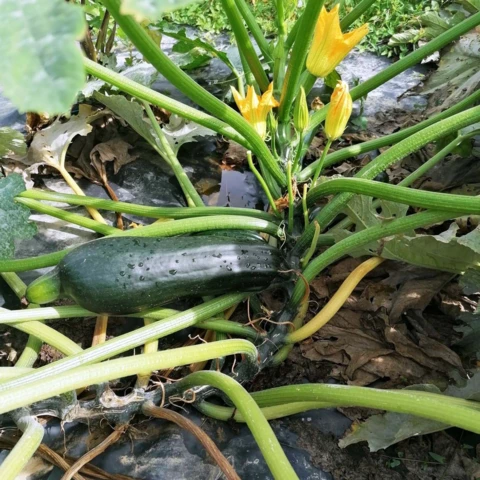 Les Délices de Nanou