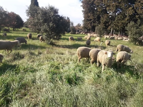 GAEC l'agneau du gardon