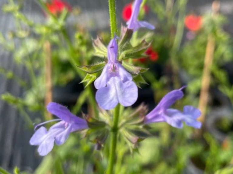 Coup de cœur du moment : Salvia African Sky - Les Jardins de la Tour