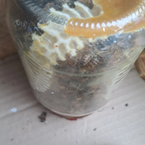 vivre avec l'abeille