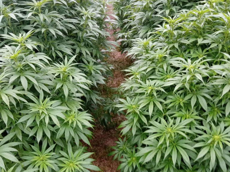 Qui Sommes-Nous ? - CALICE DE CHANVRE