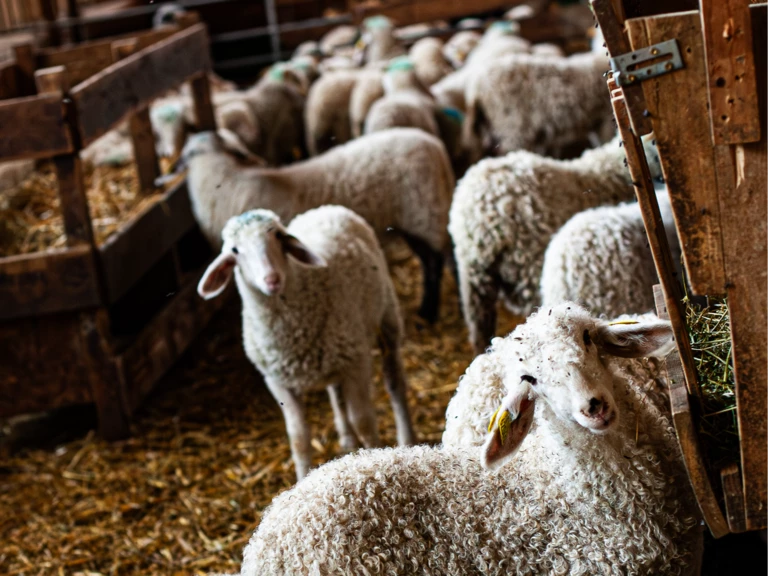 S'inscrire à la Newsletter - Paysannes