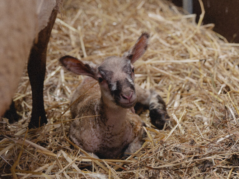 Nos amis les Moutons