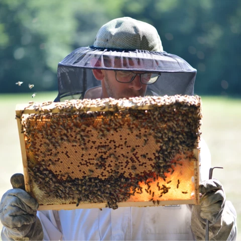Contrôle du couvain - RUCHERS DU FOURNEAU