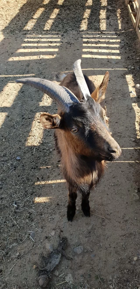 Ferme nevianaise