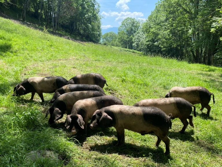 Le Porc Noir Basco-Bagnérais - Carnailles