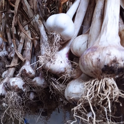 La Ferme Maraîchette