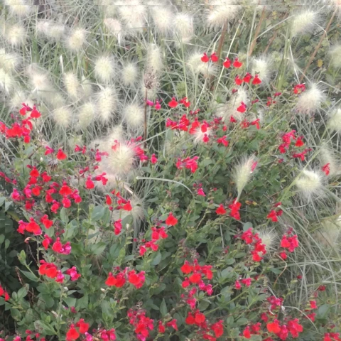 PEPINIERE DE FLEUR EN FLEUR