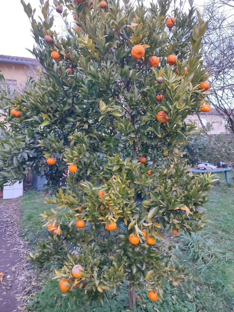 Bien installer votre agrume rustique en zone froide - Pépinière de la Gartempe